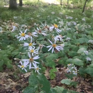 Eurybia, Large-leaved Aster, 6 pack