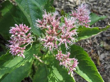 Eutrochium, Joe-pye Weed, 6 pack