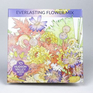 Mix, Everlasting Flower Mix ~ 500 seeds