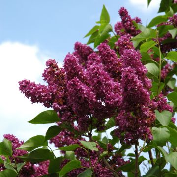 Syringa, Common Lilac 'Charles Joly'