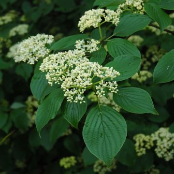 Cornus, Pagoda Dogwood (Large Sizes)