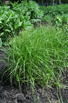 Carex, Palm Sedge 'Minnesota Native'