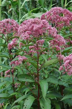 Eupatorium, Joe Pye Weed 'Minnesota Native'