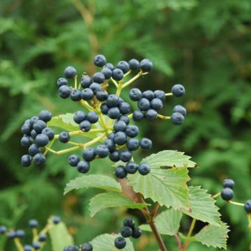 Viburnum, Arrowwood 'Blue Muffin®'