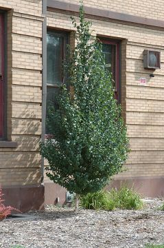 Betula, White Birch 'Dakota Pinnacle®'