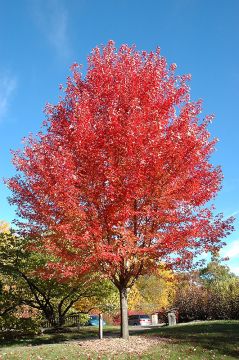 Acer, Freeman Maple 'Autumn Blaze®'