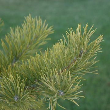 Pinus, Scotch Pine (Large Sizes)
