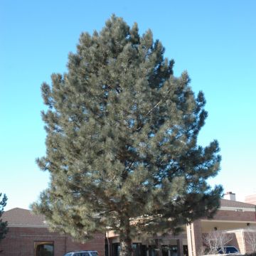 Pinus, Norway Pine 'Red Pine' (Large)