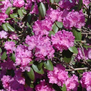 Rhododendron, Small Leaf 'P.J.M.'