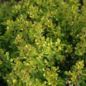 Berberis, Japanese Barberry 'Golden Nugget™'