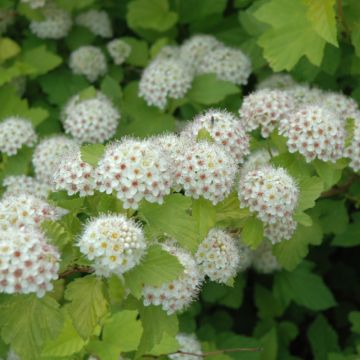 Physocarpus, Ninebark 'Dart’s Gold'