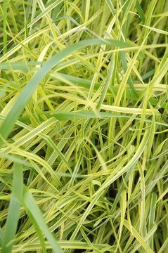 Carex, Palm Sedge 'Oehme'