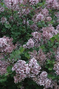 Syringa, Korean Lilac Tree 'Dwarf'