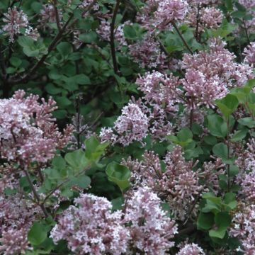 Syringa, Korean Lilac Tree 'Dwarf' (Large Sizes)