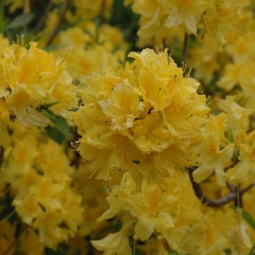 Rhododendron, Azalea 'Lemon Lights'