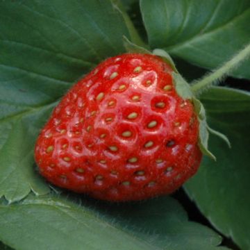 Fragaria, Strawberry 'Fort Laramie'