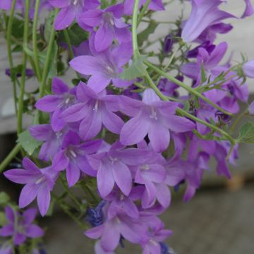 Campanula, Bellflower 'Birch Hybrid'