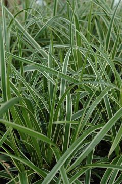 Carex, Japanese Sedge 'Ice Dance'