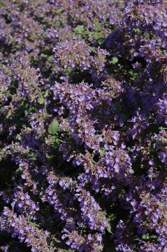 Nepeta, Cat's Meow Catmint 'Walker's Low'