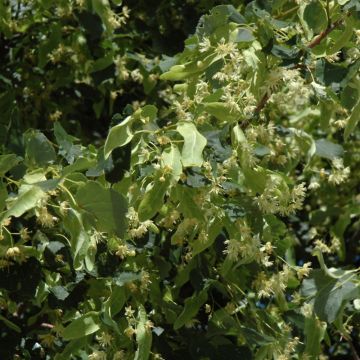 Tilia, Littleleaf Linden 'Greenspire™' (Large Sizes)