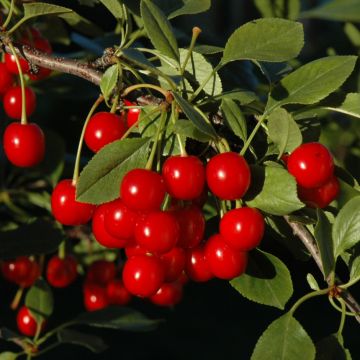 Prunus, Cherry Edible 'Bali' (Large Sizes)