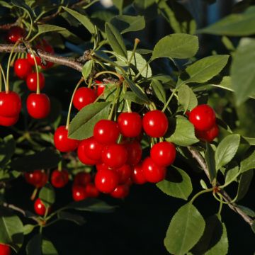 Prunus, Cherry 'Bali' - Bare Root