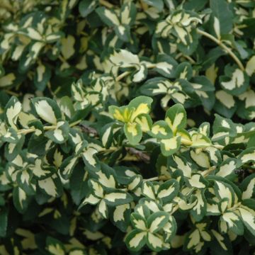 Euonymus, Wintercreeper 'Moonshadow'