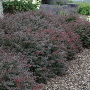 Berberis, Japanese Barberry 'Crimson Pygmy'