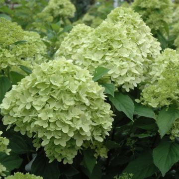 Hydrangea, Panicle 'Limelight Prime®'