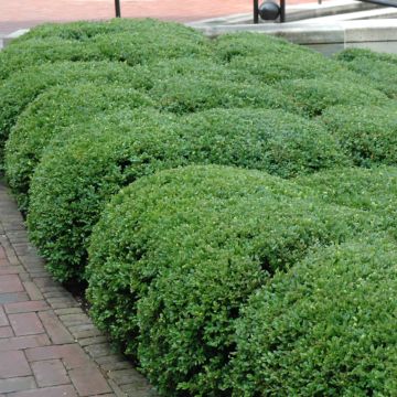 Buxus, Boxwood 'Chicagoland Green®'