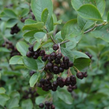 Aronia, Black Chokeberry 'Glossy'