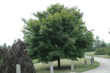 Acer, Norway Maple 'Emerald Lustre®'