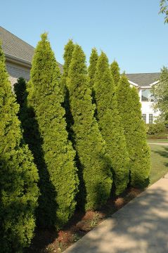 Thuja, Arborvitae 'Emerald Green'