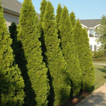 Thuja, Arborvitae 'Emerald Green' (Large Sizes)