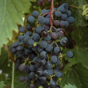 Vitis, Red Grape 'Frontenac™'