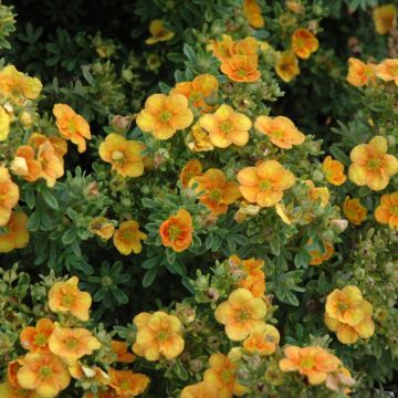 Potentilla, Shrubby Cinquefoil 'Mango Tango™'