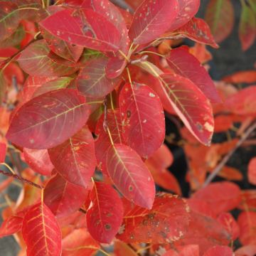 Amelanchier, Serviceberry Tree 'Autumn Brilliance®' (Large Sizes)