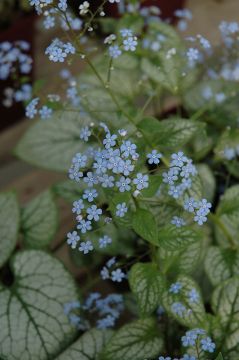 Brunnera, False Forget-Me-Not 'Jack Frost'