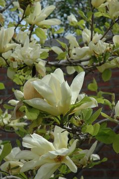 Magnolia, Hybrid 'Elizabeth'