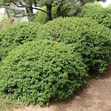 Ribes, Alpine Currant 'Green Mound'