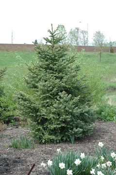 Picea, Meyers Spruce