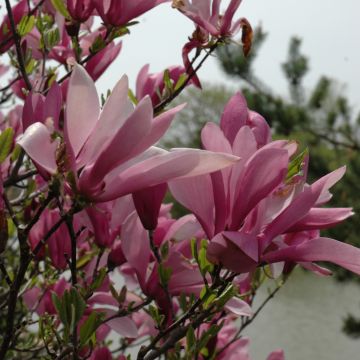 Magnolia, Hybrid 'Ann' (Large Sizes)