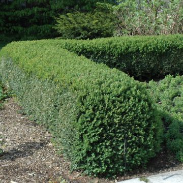 Buxus, Boxwood 'Northern Charm™'