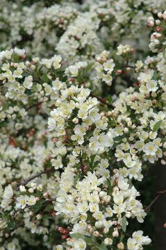 Malus, Flowering Crabapple 'Tina'