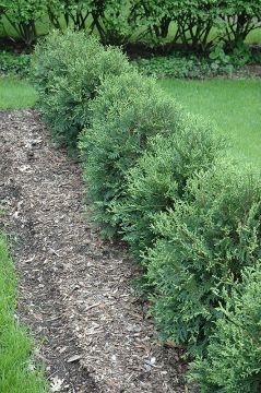 Thuja, Arborvitae 'First Editions® Technito®'