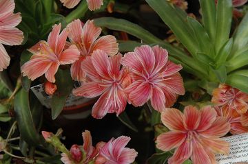 Lewisia, 'Little Plum'