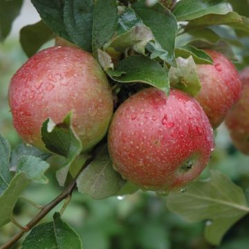 Malus, Fruiting Apple 'Sweet Sixteen'