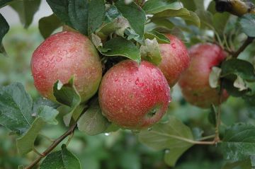 Malus, Fruiting Apple 'Sweet Sixteen'