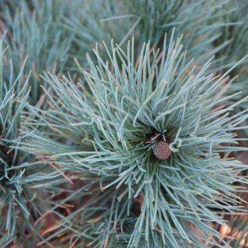Pinus, Swiss Stone Pine 'Dwarf Blue' (Large Sizes)