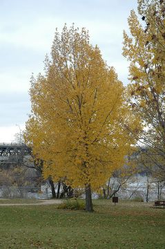 Populus, Eastern Cottonwood 'Siouxland Poplar' (Cottonless)